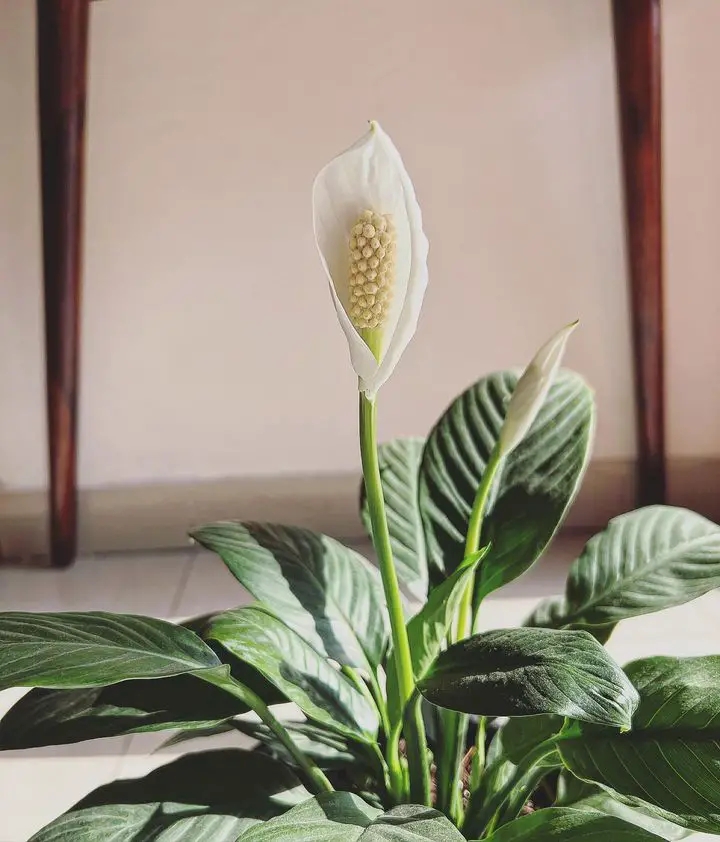 plant interior design Peace Lily