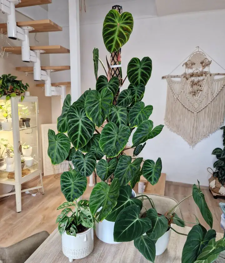 plant interior design Philodendron