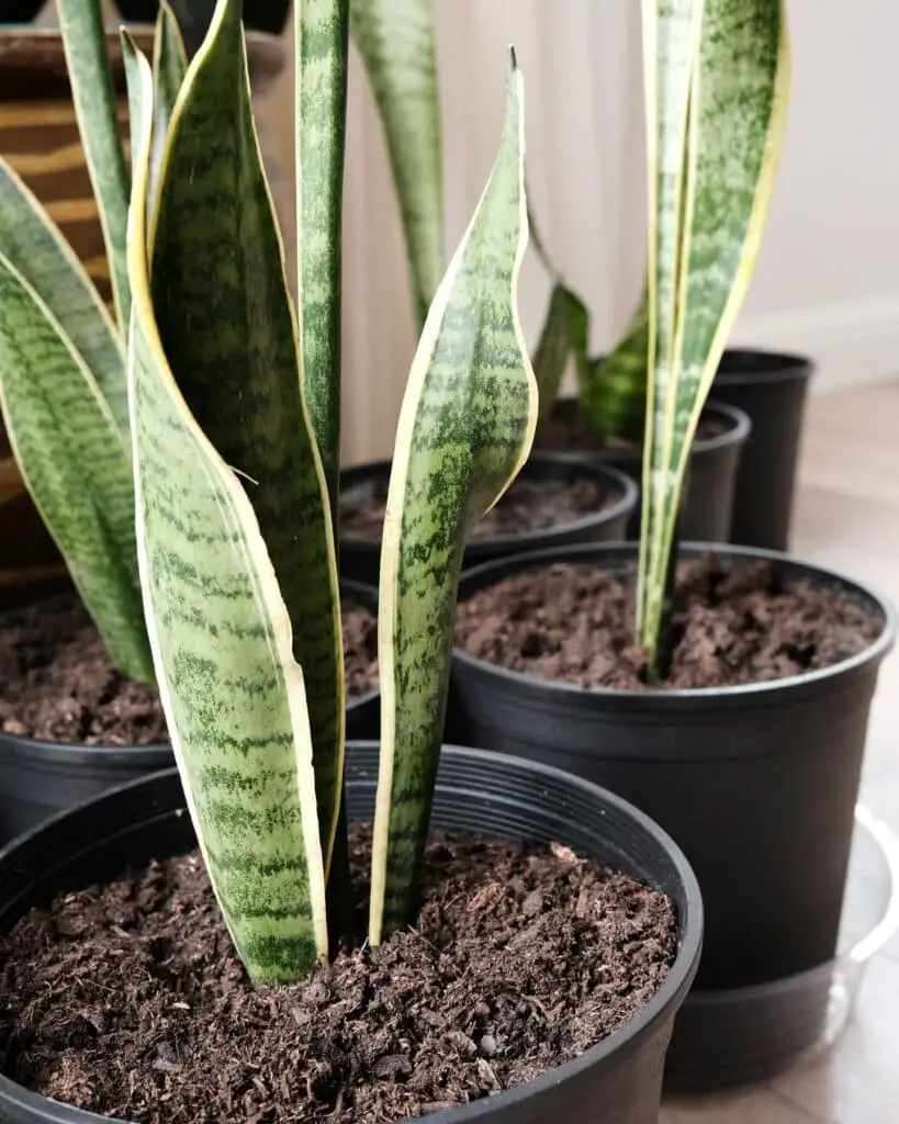 plant interior design snakeplant